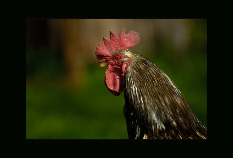 Hanh
Polen
Schlüsselwörter: Hahn, Huhn, Gallus gallus domesticus, Rooster, Polen