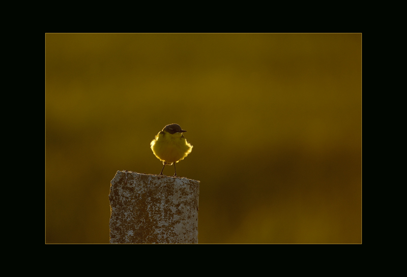 Schafstelze - Edi Day
Polen, Dolistowo
Schlüsselwörter: Schafstelze, Motacilla flava var. Feldegg, Yellow Wagtale, Polen, Dolistowo