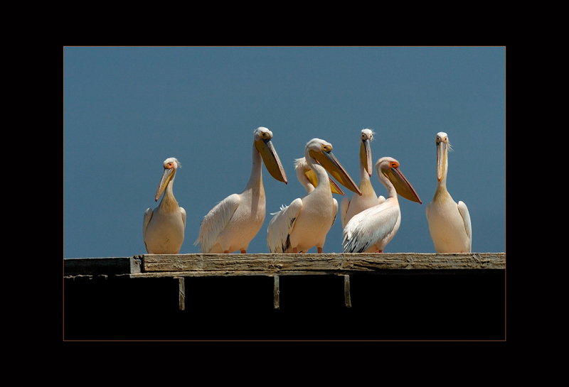 Afrikanischer Pelikan - Edi Day
Namibia
Schlüsselwörter: Afrikanischer Pelikan, Pelecanus onocrotalus, Great (Eastern) White Pelican, Namibia