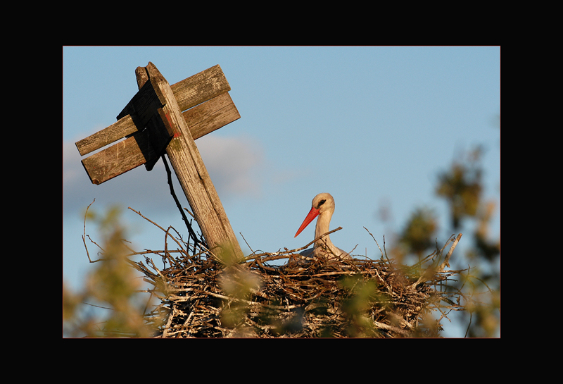 Weissstorch - Manfred Bächler
Bierberza, Polen
Schlüsselwörter: Weissstorch, Ciconia ciconia, White Stork, Polen, Bierberza