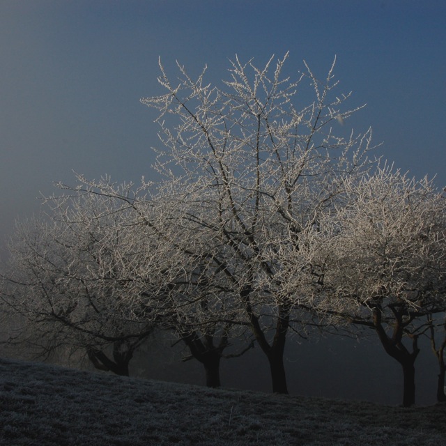 Gllitzerbäume
Unter Homberg, mit Morgensonne, -nebel und Reif.
