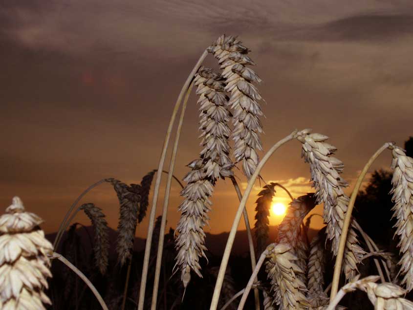 ....reifes Korn im Abendlicht
Schlüsselwörter: Korn vor Sonnenuntergang