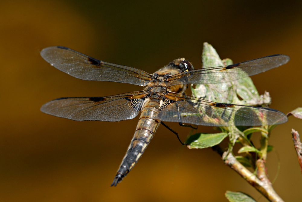 Vierfleck-Libelle
Schlüsselwörter: Vierfleck,Libelle,Grosslibelle,