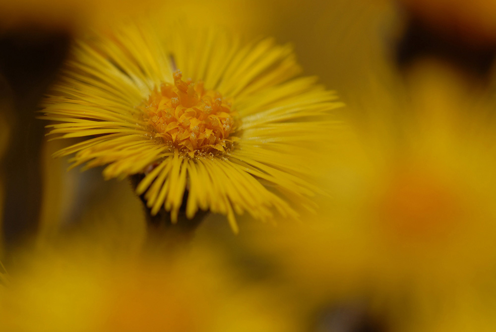 Huflattich
Schlüsselwörter: Huflattich Tussilago farfara, Frühblüer, Heilpflanze