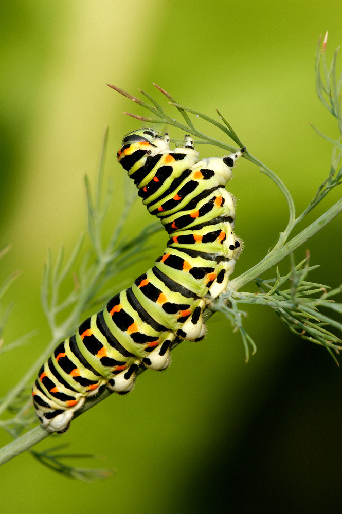 Raupe vom Schwalbenschwanz
Schlüsselwörter: Raupe, Schwalbenschwanz,Garten,Dill