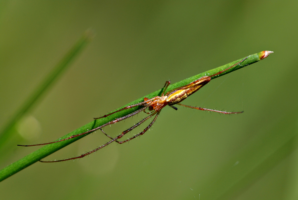 Gemeine Streckspinne
Schlüsselwörter: Spinne,Streckspinne,Halm,