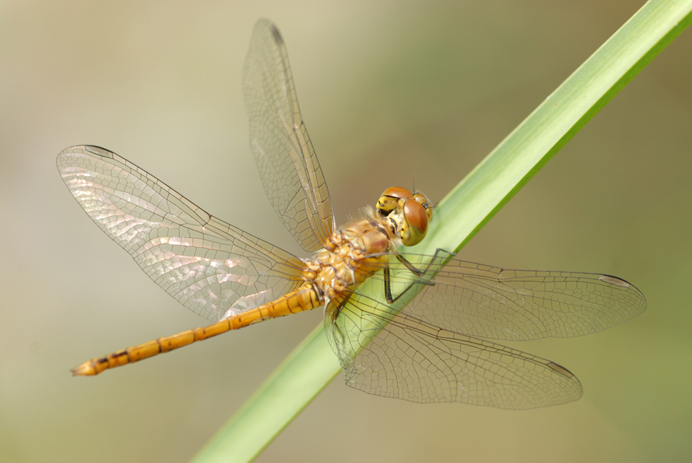 Gemeine-Heidelibelle
