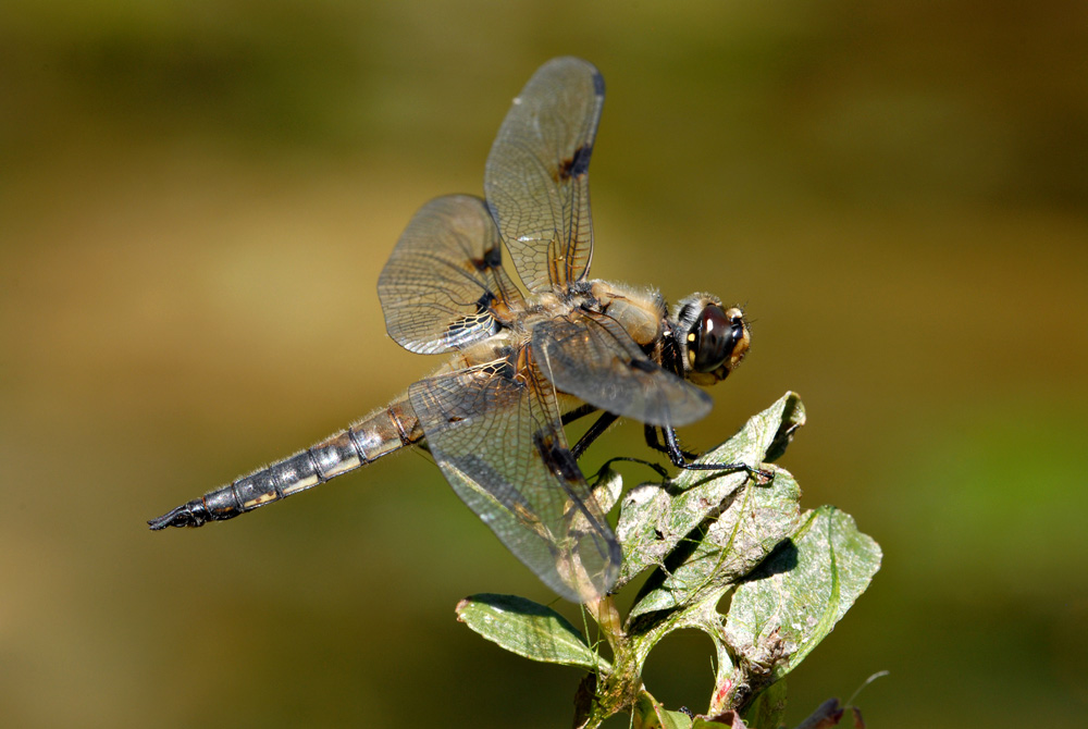 Vierfleck-Libelle
Schlüsselwörter: Vierfleck,Libelle,Grosslibelle,
