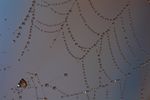 Tautropfen in Spinnennetz~0.jpg