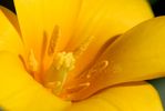 Tulpe-Gelb.jpg