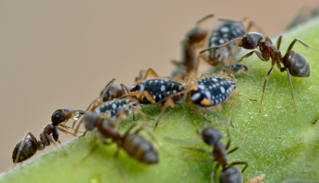 Nutztierhaltung bei den Ameisen: Symbiose Ameise-Blattlaus
Auf einer unserer Weiden hütet ein lokaler Ameisenstamm seine Blattlauskolonie.
Das Augenmerk gilt der Ameise links unten sowie der kleinen Blattlaus.
Nach langer Stimulation des Hinterleibs der Blattlaus folgt der ersehnte zuckerhaltige Saft, der wie in den folgenden Bildern zu sehen, begierig aufgenommen wird.
Schlüsselwörter: Symbiose, Ameise, Blattlaus, Weide