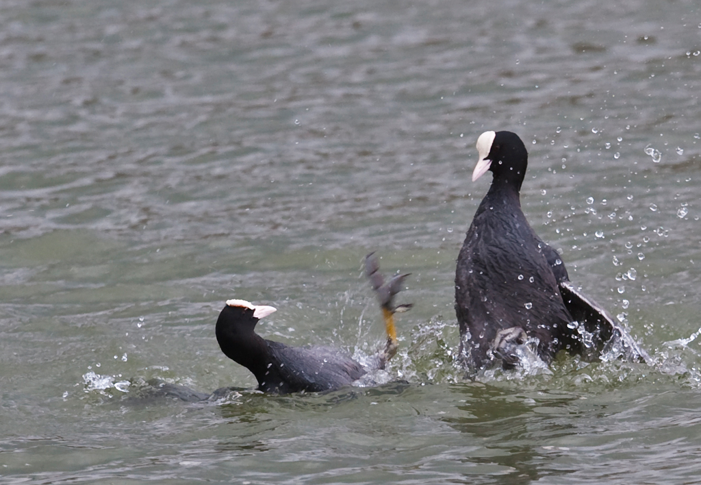 Revierkampf der Blaesshuehner
Schlüsselwörter: Blässhuhn