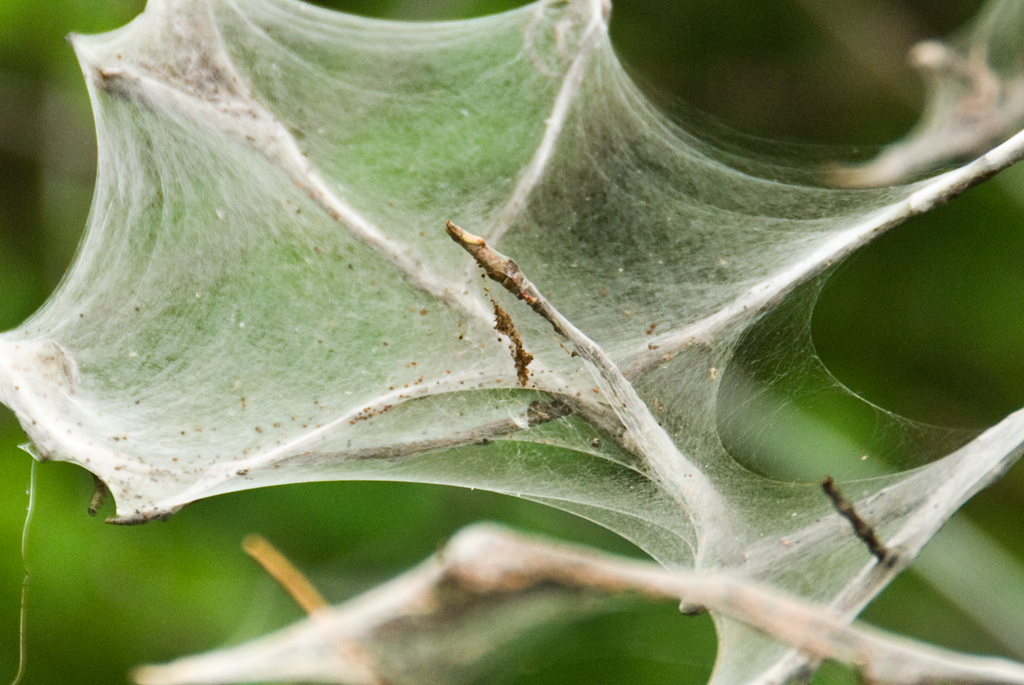 Gespinst der Gespinstmotten ?, Finnland
