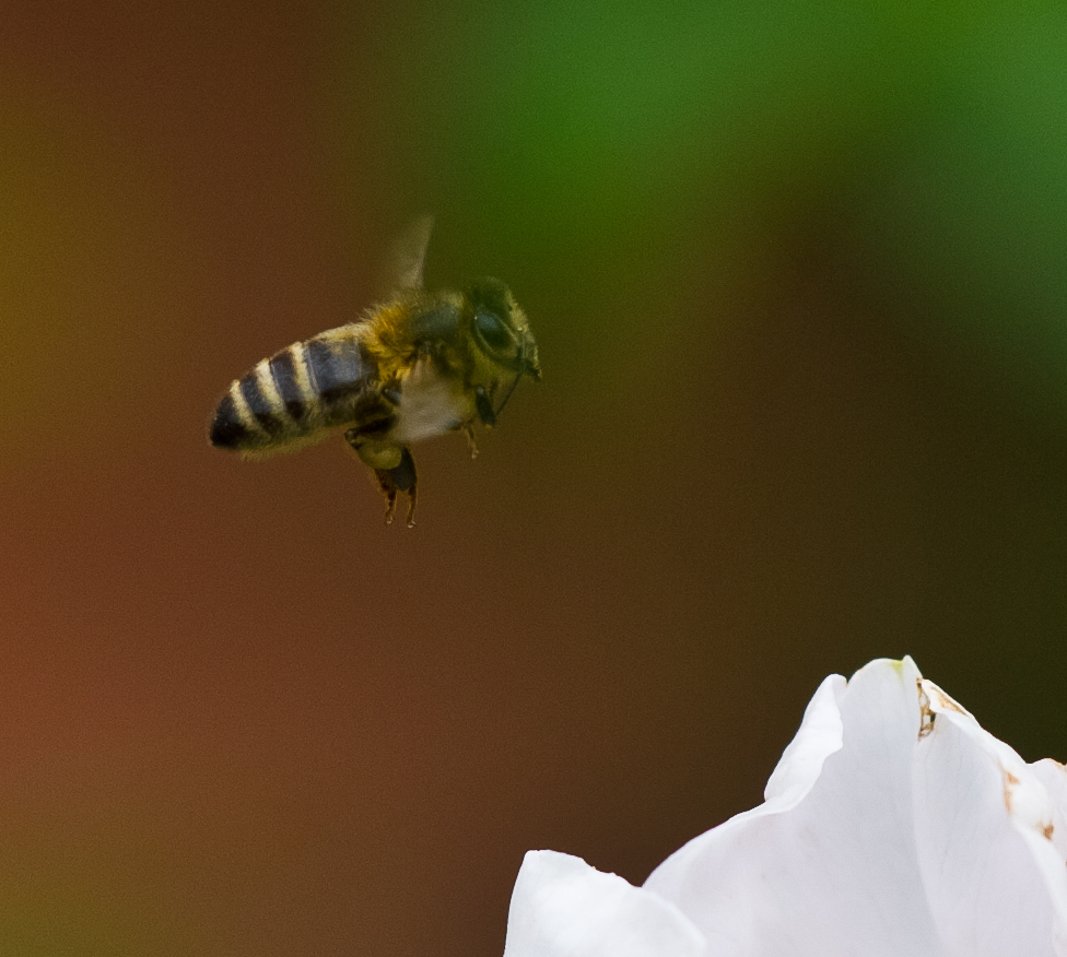Honigbiene im Anflug auf Hundsrosenbluete
