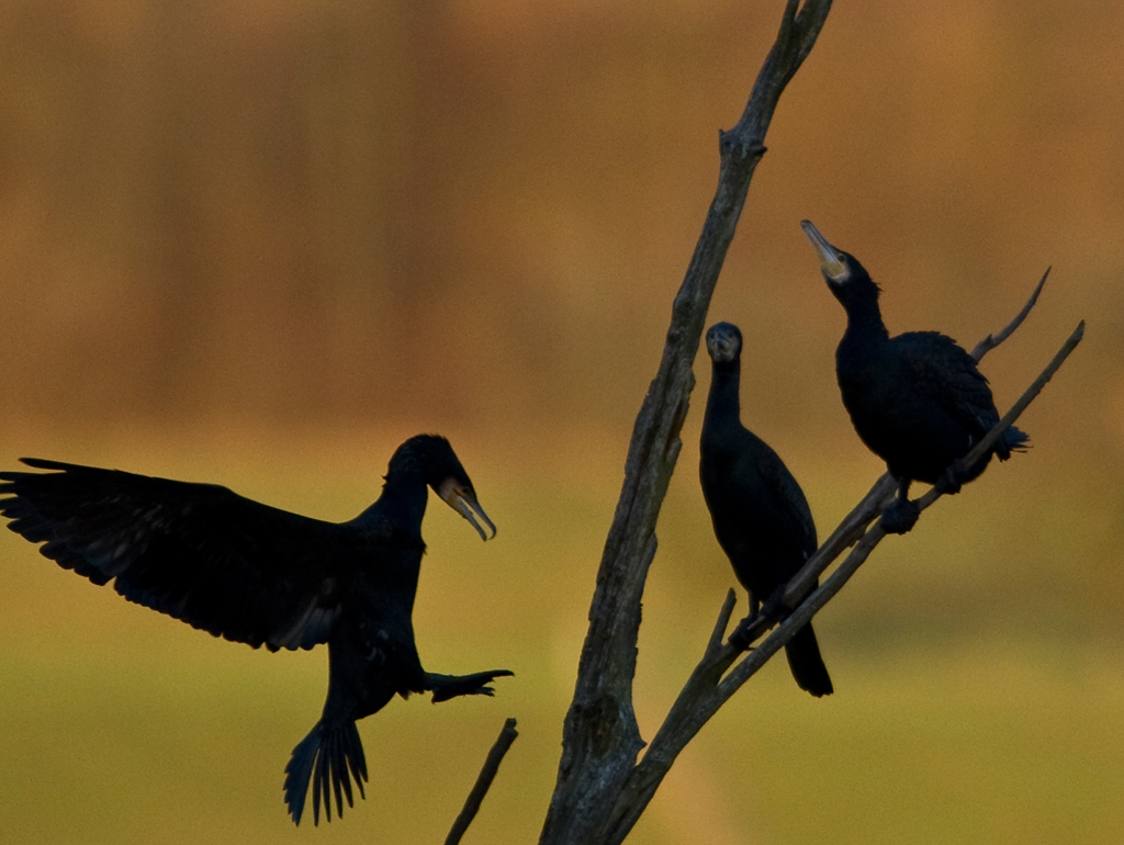 Kormorane auf Schlafbaum
Kormorane sammeln sich bei Sonnenuntergang auf ihrem Schlafbaum
Schlüsselwörter: Kormoran, Vögel, Flachsee