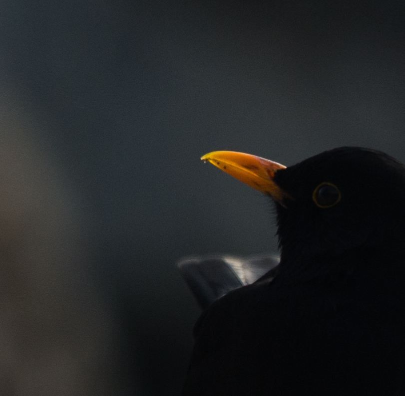 Nur eine banale Amsel
