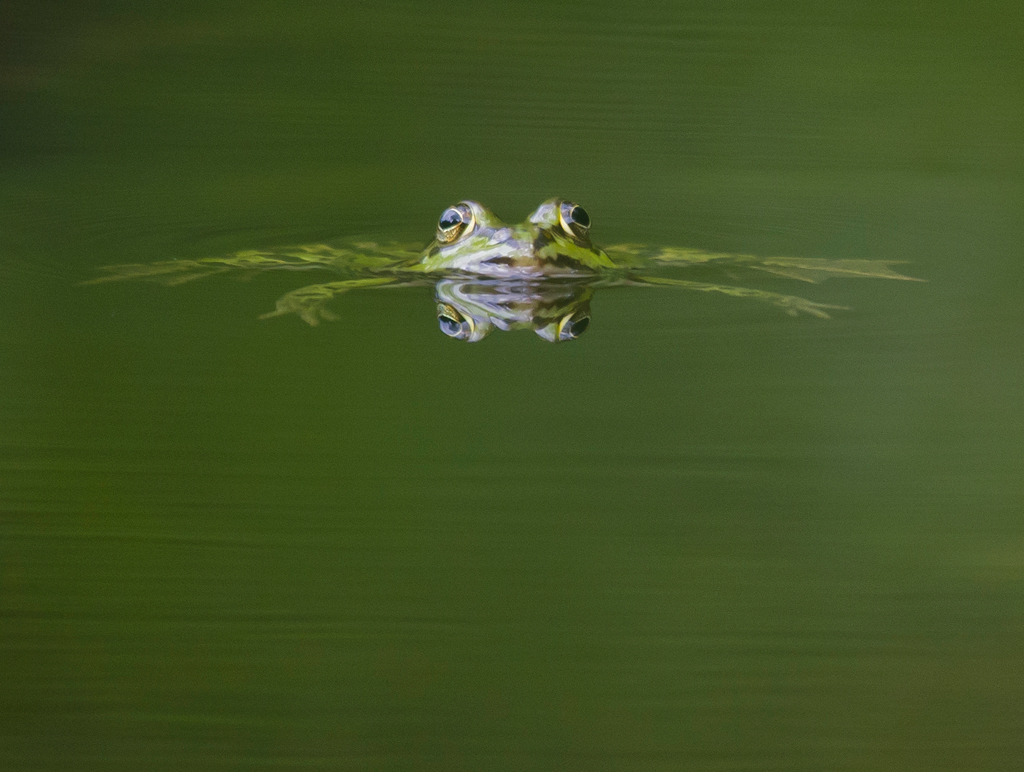 Wasserfrosch
