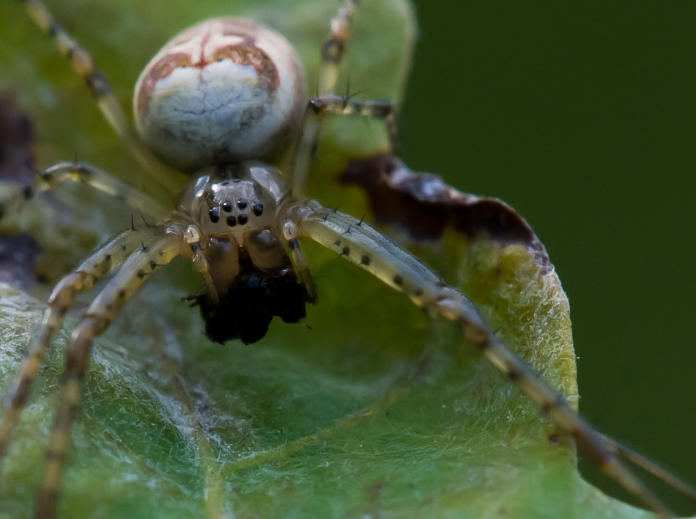 Herbst-Spinne beim Verzehr einer Fliege
Dank an Moritz für die prompte Hilfe bei der Speziesdiagnostik
Schlüsselwörter: Spinne, Herbstspinne, 