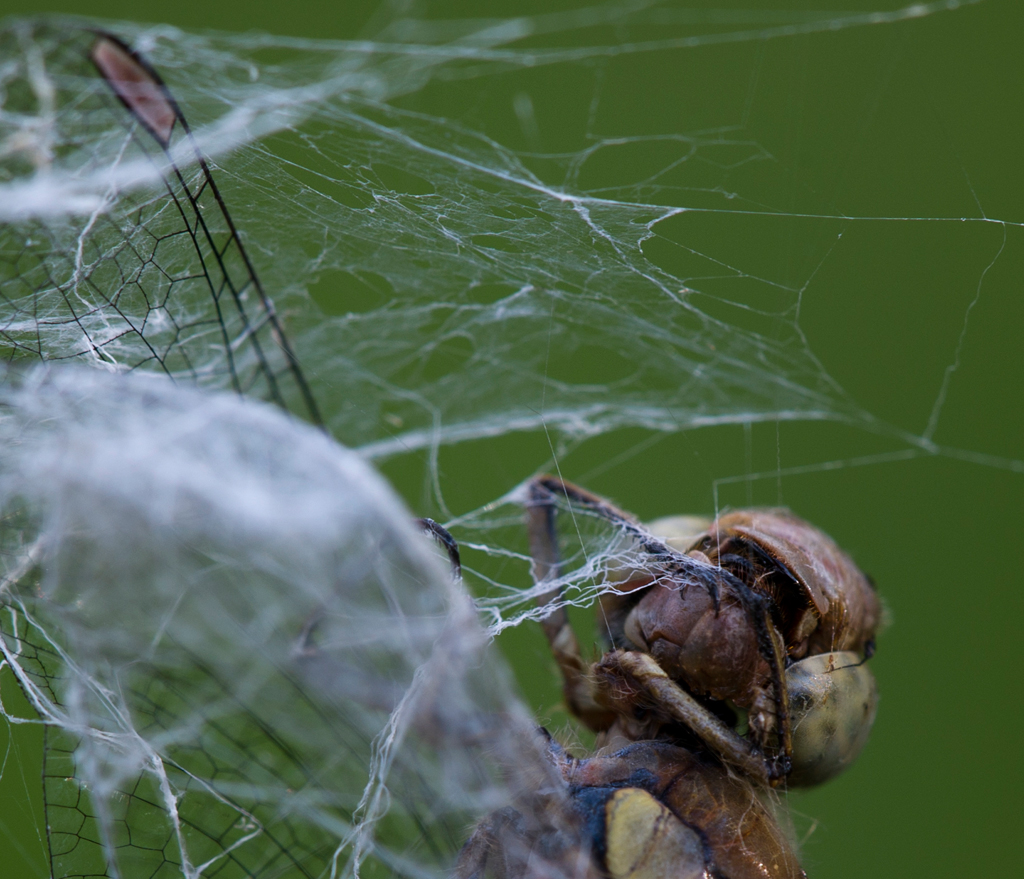 Libelle im Netz
Eingewickelt von nebenstehender Zebraspinne (?) diese bedauernswerte Libelle.
