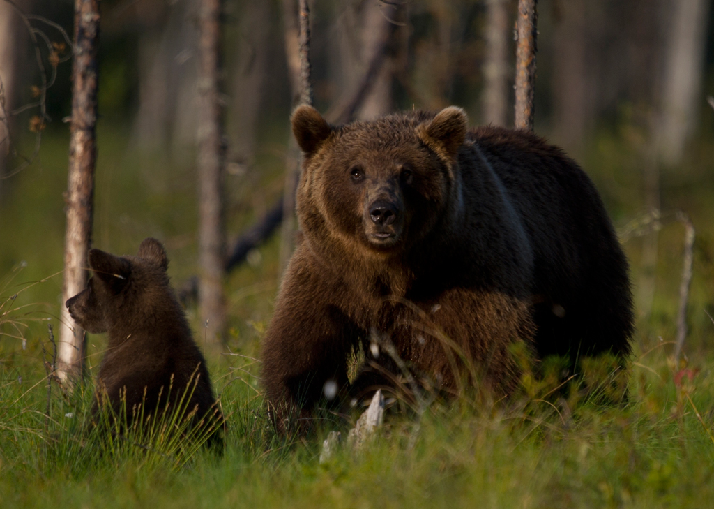 Ursus arctos, der europäische Braunbär, mit Jungen
Schlüsselwörter: Bären, Finnland, Ursus arctos,