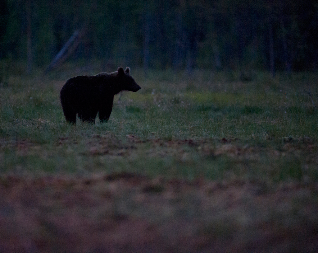 Braunbär im Moor
