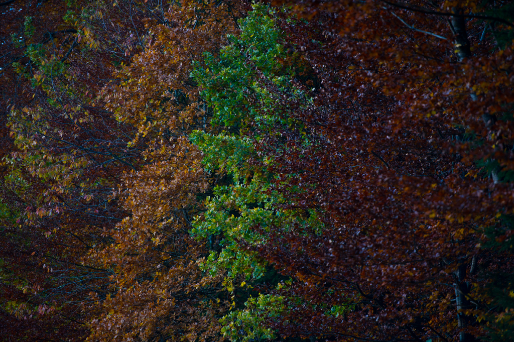 Herbst im Krumbacher Wald
Schlüsselwörter: Wald, Herbst, Farben, rot, grün, gelb, orange