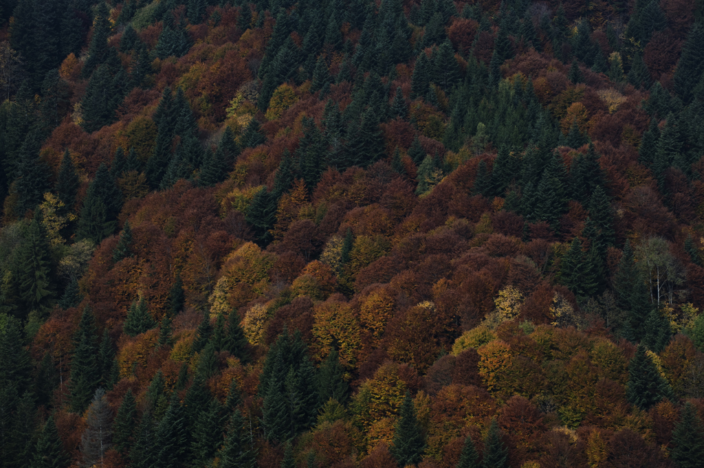 Napfwald im Herbst
