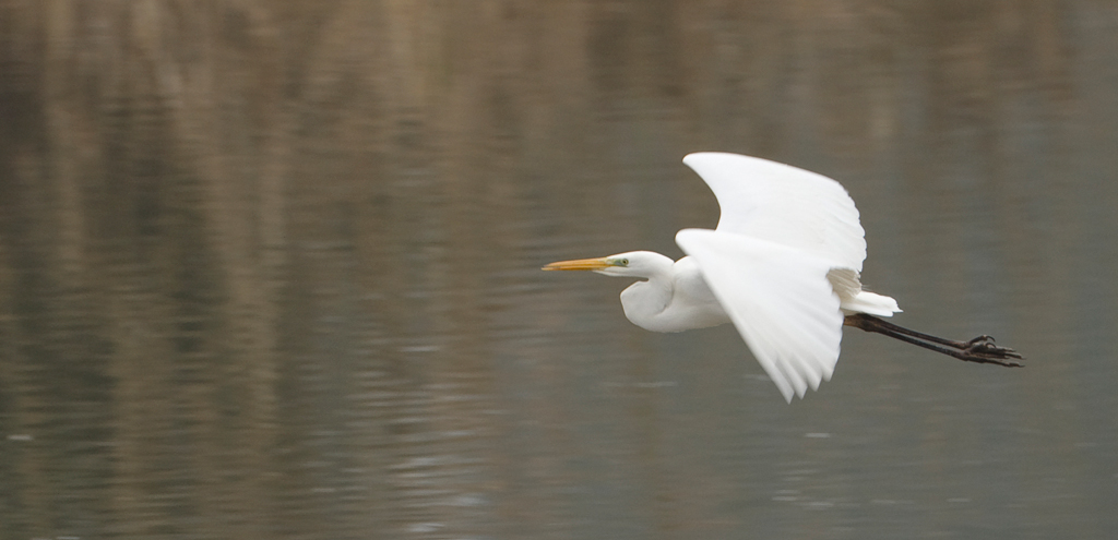 Silberreiher im Flug
Schlüsselwörter: Silberreiher, Vogel, 