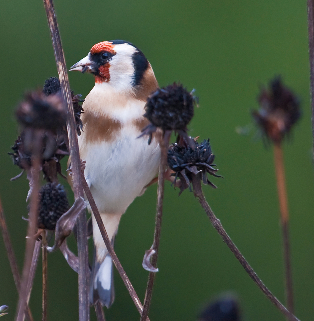 Stieglitz
Schlüsselwörter: Vogel, Stieglitz, Distelfink, Herbst