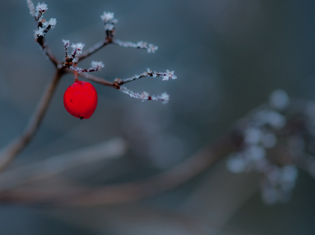 Wald_Geissblatt
Schlüsselwörter: Pflanze, Früchte, Winter, Schnee