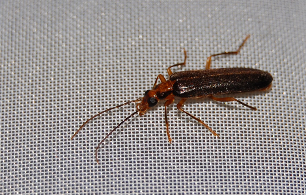 Cantharis
