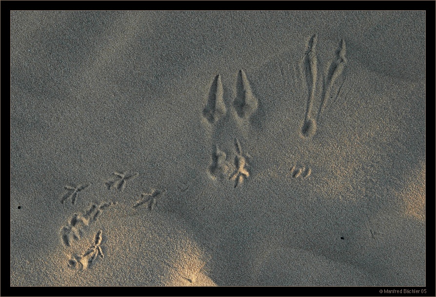 deine Spuren im Sand.....
Schlüsselwörter: Biebrza - Nationalaprk, Polen