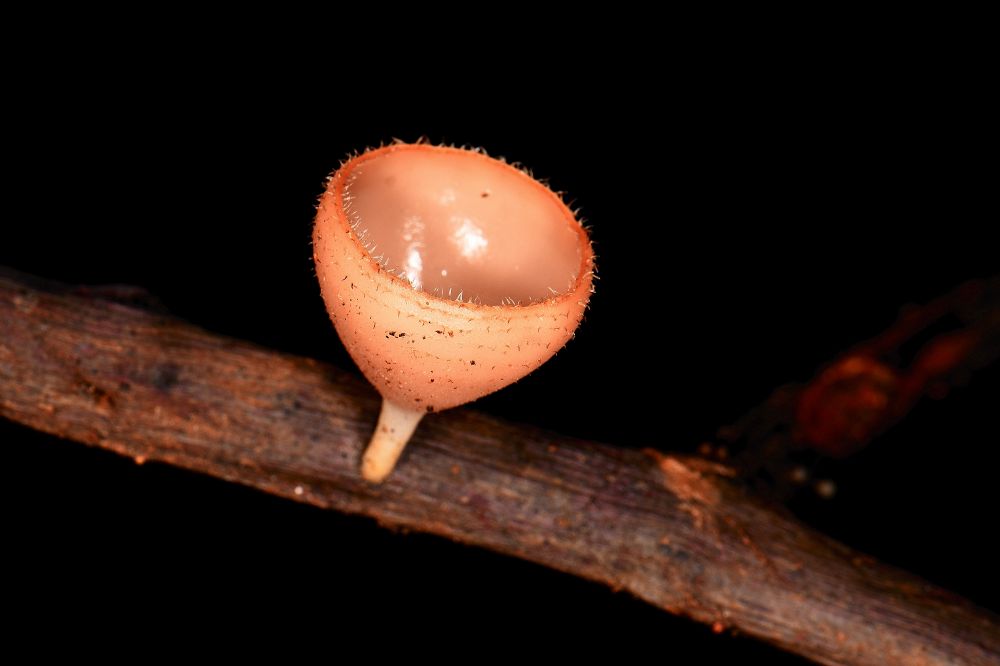 Pilz Madagaskar

