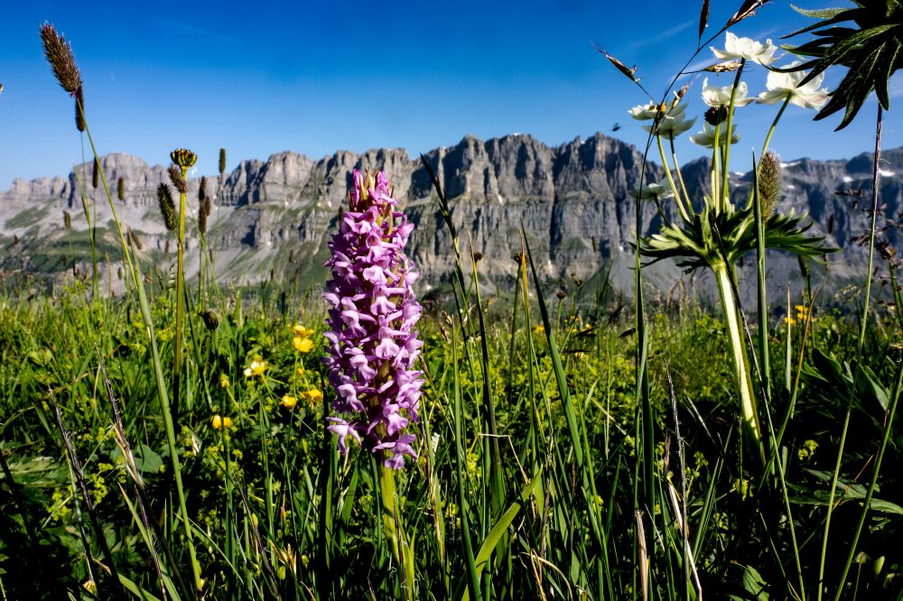 Mückenhändelwurz 
Mückenhändelwurz am Klausenpass
Schlüsselwörter: Orchideen Schweiz Mückenhändelwurz