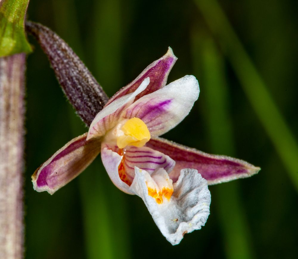 Violette Stendelwurz
Orchidee am Uetliberg
Schlüsselwörter: violette Stendelwurz Epipactis purpurata