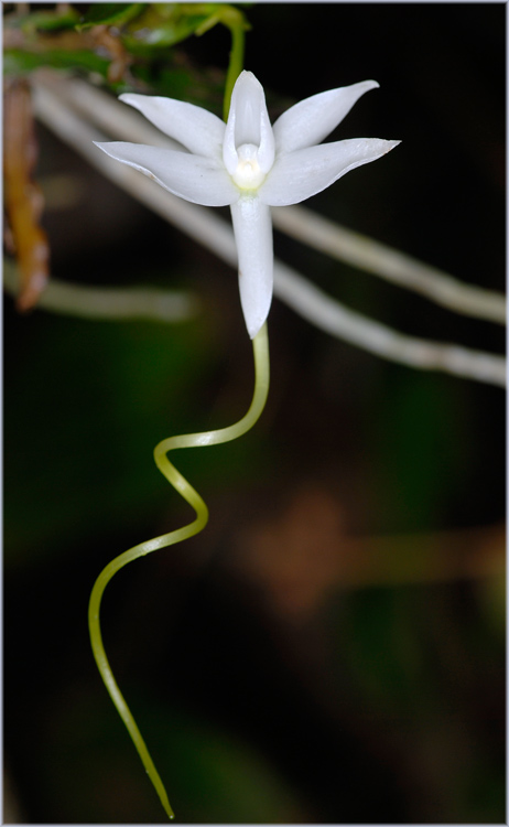 Angraecum penzigianum
Orchidee aus der Umgebung von Andasibe-Perinet
Schlüsselwörter: Angraecum, Madagaskar, Andasibe