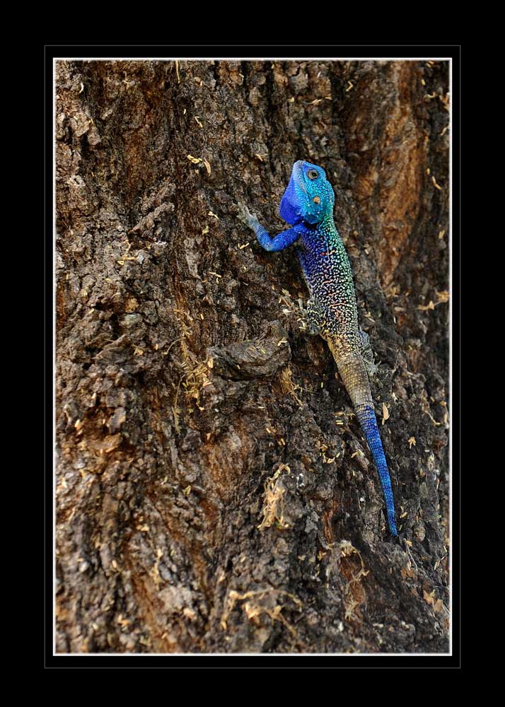 Acanthocercus atricollis (SMITH, 1849), Blaukehlagame
Schlüsselwörter: Acanthocercus atricollis (SMITH, 1849), Blaukehlagame, Tanzania, Katavi
