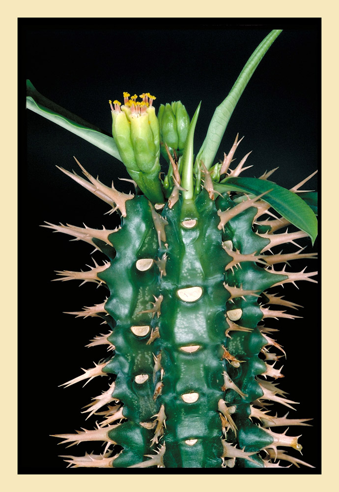 Euphorbia viguieri var. capuroniana [Ursch et Léandri]
E. viguieri ist ein Pflanze der schattigen, bewaldeten Schrattenkalkmassive des Nordens und Nord-Westens Madagaskars. Benannt ist die Pflanze nach Viguier, René, geboren 1880 in Paris, gestorben 1931 in Caen. Reiste 1912 mit Henri Humbert in Madagaskar. 
In der Regenzeit (November bis Mai) trägt die Pflanze eine Schopf aus grossen grünen Blättern. In der Trockenzeit (Juli-Oktober) stehen die blattlosen, wehrhaft bedohrnten Pflanzen in der trockenen Landschaft, den Tsingy's.
Schlüsselwörter: Euphorbia viguieri var capuroniana, Euphorbien, Madagascar, Madgaskar, Milchsaft
