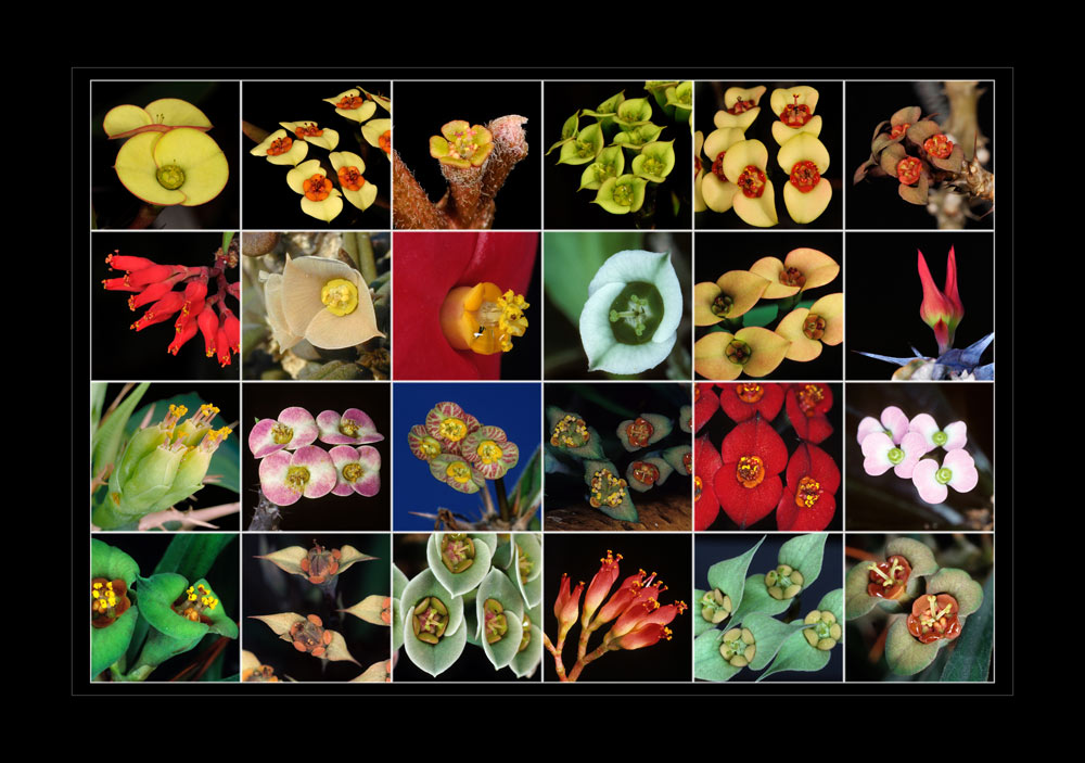 Vielfalt der Euphorbienblüten aus Madagaskar
Schlüsselwörter: Euphorbien, Madagaskar, Madagascar, blüten, Blueten