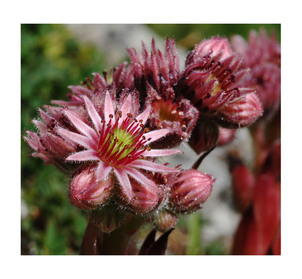Hauswurz, Sempervivum
Sempervivum
Schlüsselwörter: Hauswurz, Blüten, Sempervivum