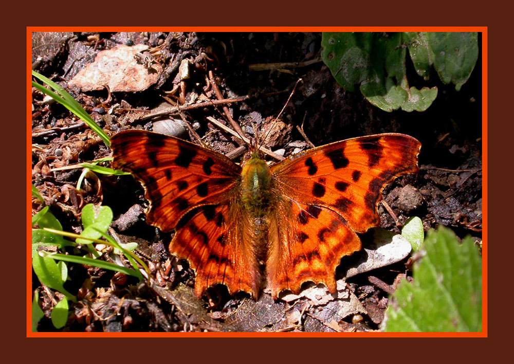 Schmetterling (C-Falter; Polygonia C-album)
Dieser Schmetterling kommt in ganz Europa vor, die Art war lange Zeit selten, jetzt scheinen sich die Bestände wieder zu erholen.
Schlüsselwörter: Schmetterling, C-Falter, Polygonia C-album,