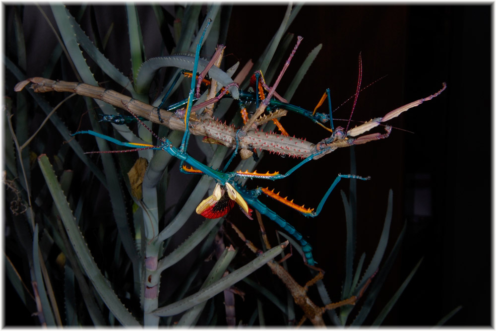 Zwei Männchen und ein Weibchen von Achrioptera fallax
Schlüsselwörter: Achrioptera fallax, Madagaskar