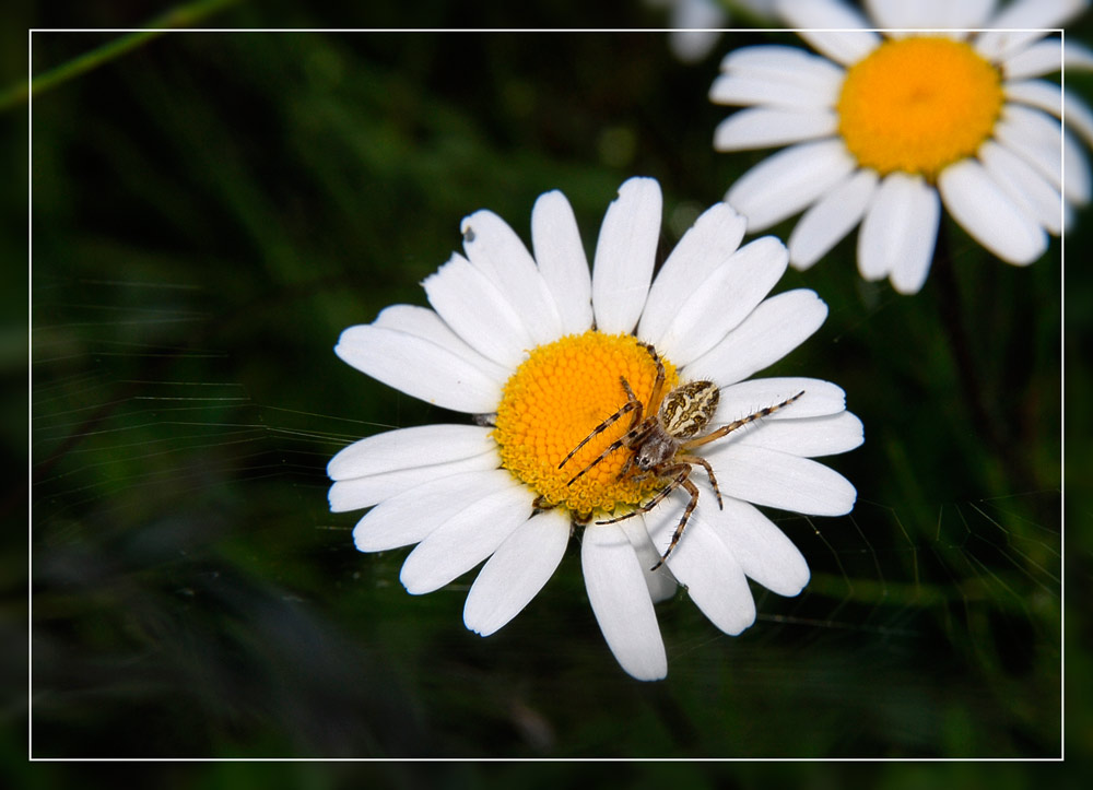 Margerite mit Spinne
Schlüsselwörter: Margerite, Spinne, Alpthal