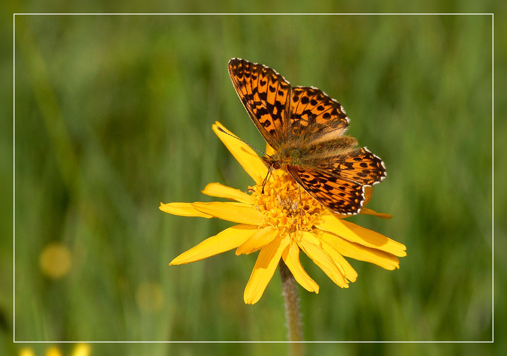 Gemeiner Scheckenfalter auf Arnika (Arnica montana)
Berg-Wohlverleih oder Arnika ist ein Korbblütengewächs
Schlüsselwörter: Scheckenfalter, Berg-Wohlverleih, Arnika