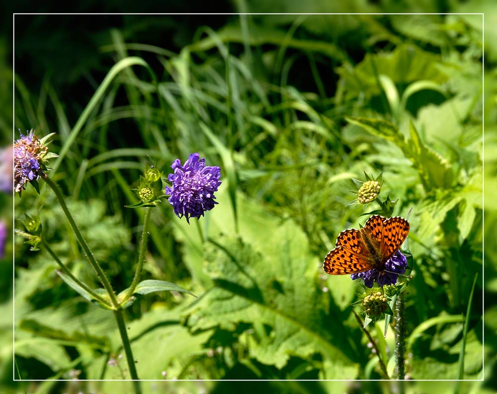 Wald-Witwenblume mit Scheckenfalter
Schlüsselwörter: Wald-Witwenblume, Scheckenfalter