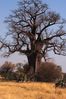 Baobab_Okavango.jpg