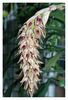 Bulbophyllum.jpg