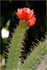 Corryocactus_7ZH5543.jpg