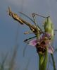 Empusa_Ophrys.jpg