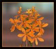 Epidendrum2_R.jpg